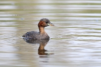 9544 Tachybaptus ruficollis (tuffetto)